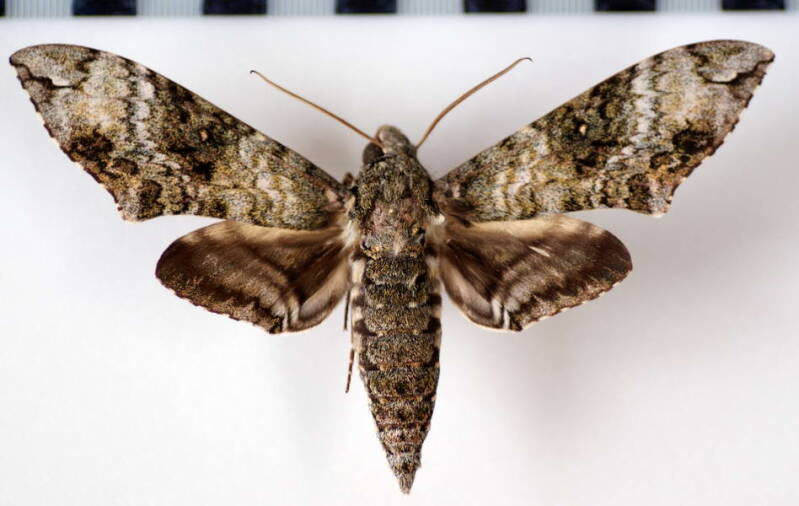manduca_neglecta_eq-standard.jpg