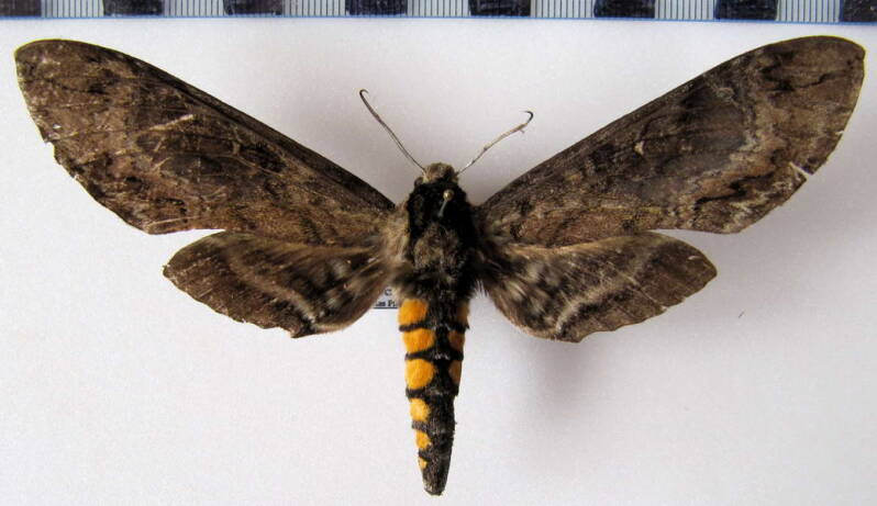 manduca_pellenia_eq02-standard.jpg