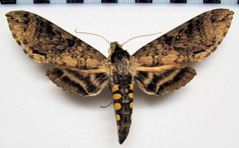 manduca_perplexa_col-standard.jpg