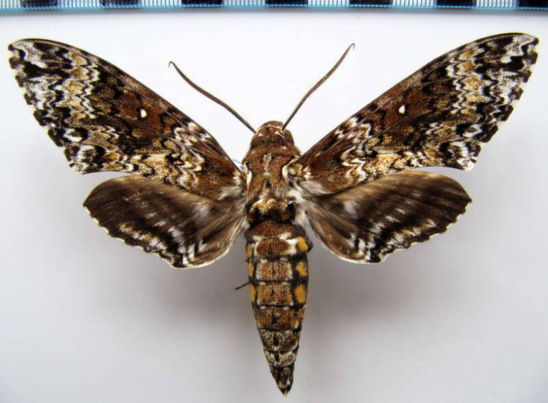 manduca_rustica_m_bresil-standard.jpg