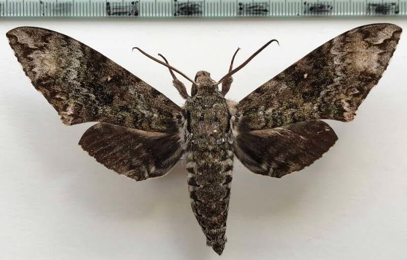 manduca_schausi_m_eq-standard.jpg