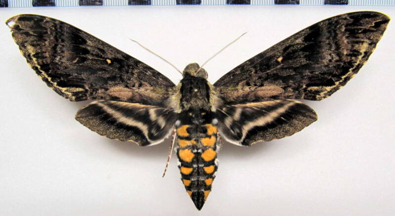manduca_scutata_eq_f-standard.jpg