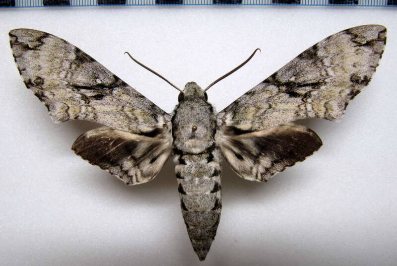 manduca_vestalis_gf-standard.jpg