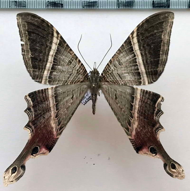 mania_lunus_m_Equateur