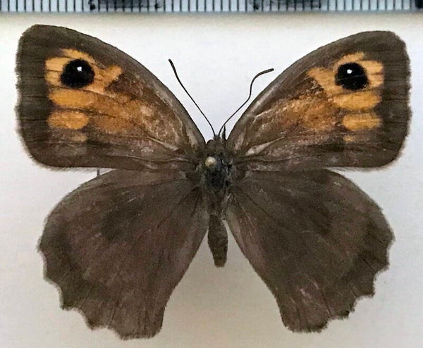 Maniola jurtina femelle France