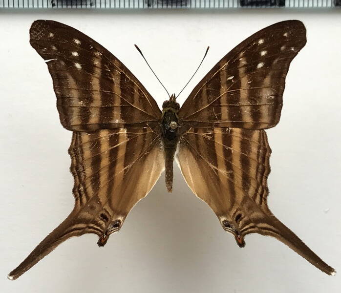 marpesia_chiron_chiron_m_bresil-standard.jpg