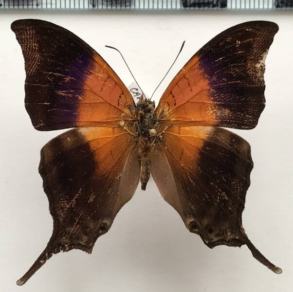 marpesia_furcula_m_colombie-standard.jpg
