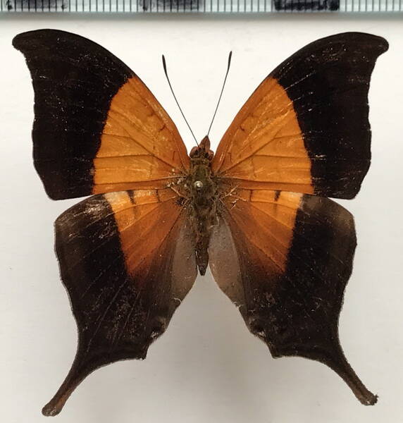 marpesia_furcula_oechalia_m_eq-standard-m6bue3.jpg