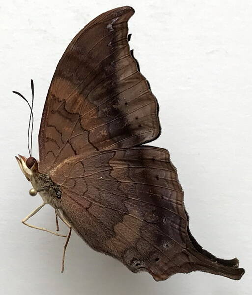 marpesia_furcula_oechalia_m_eq_v-standard.jpg