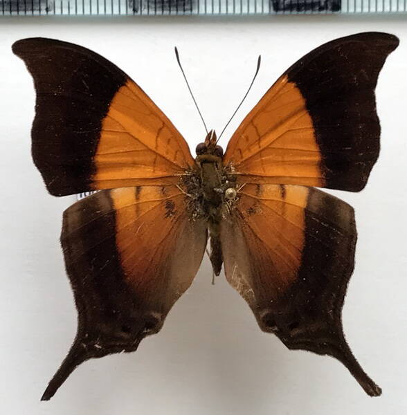 marpesia_furcula_oechalia_m_perou-standard.jpg