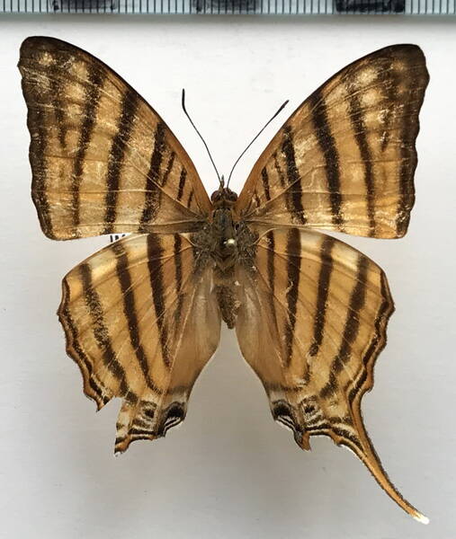 marpesia_livius_livius_f_bolivie-standard.jpg