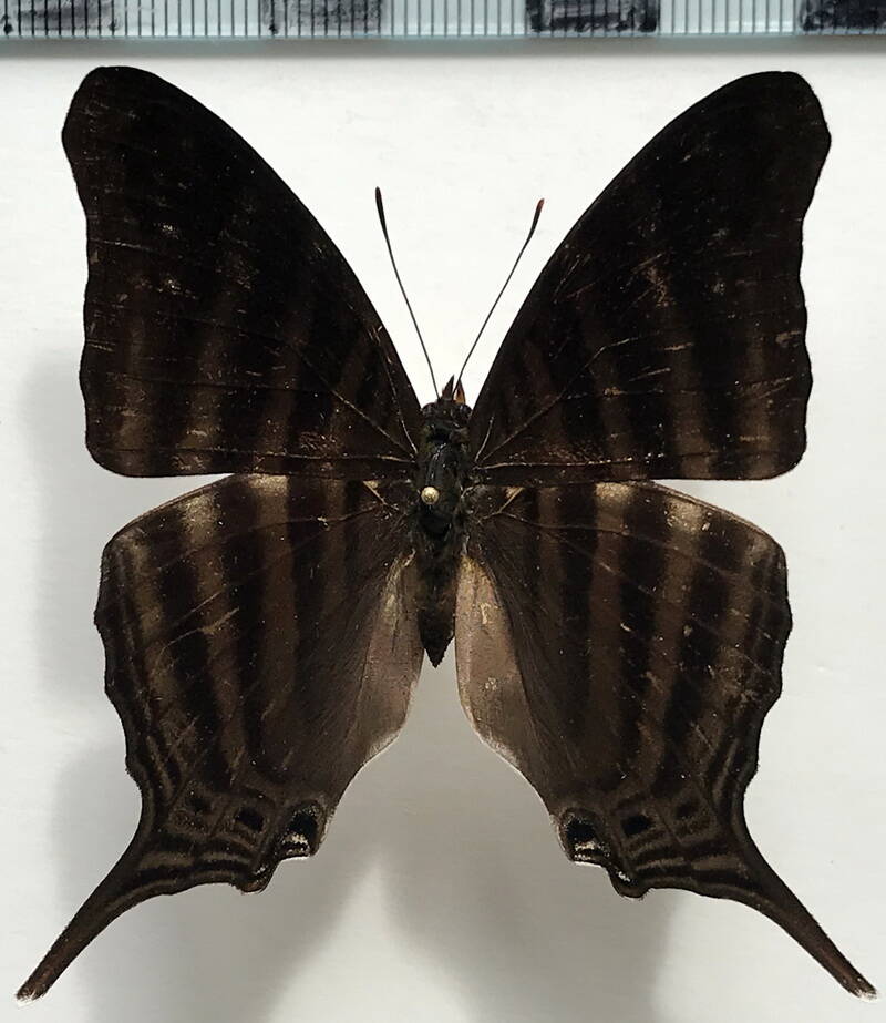 marpesia_livius_livius_m_eq_2-standard-0qdxwp.jpg
