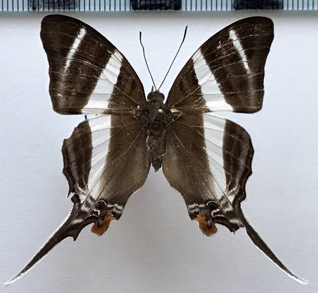 marpesia_orsilochus_m_gf_2-standard.jpg
