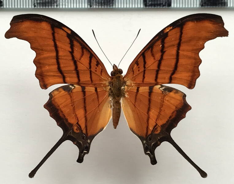 marpesia_petreus_petreus_m_perou-standard.jpg