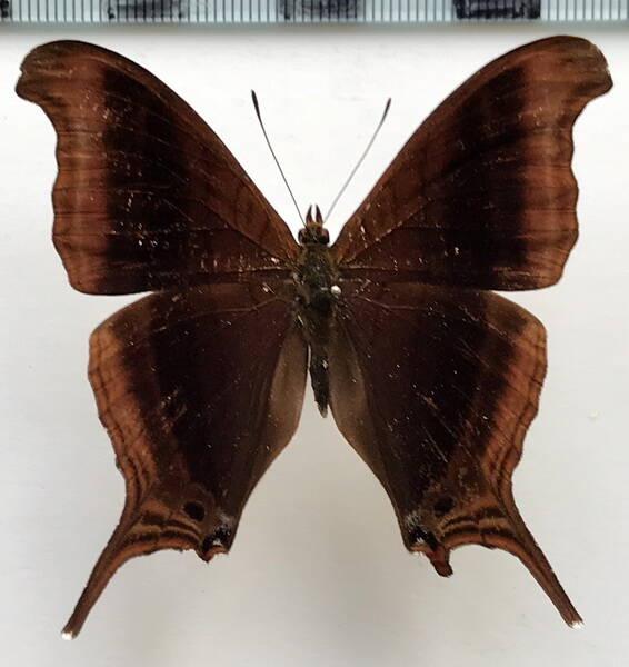 marpesia_zerynthia_dentigera_m_col-standard.jpg