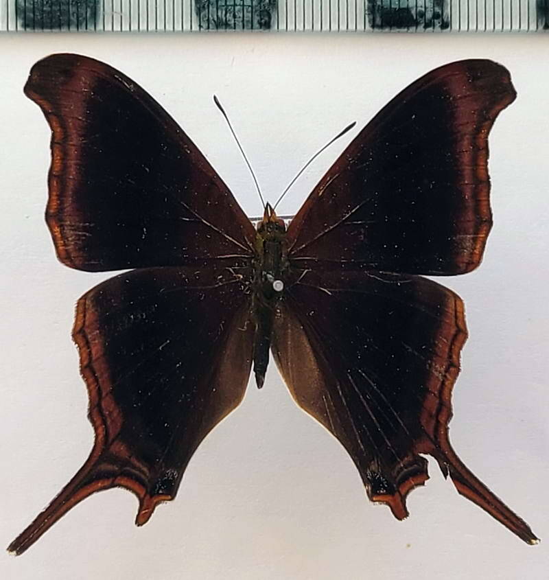 marpesia_zerynthia_dentigera_m_vnz-standard.jpg