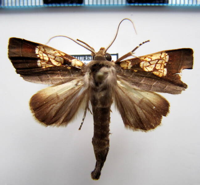 marthula_pleione_gf-standard.jpg