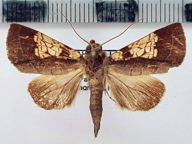 marthula_pleione_m02_gf-standard.jpg