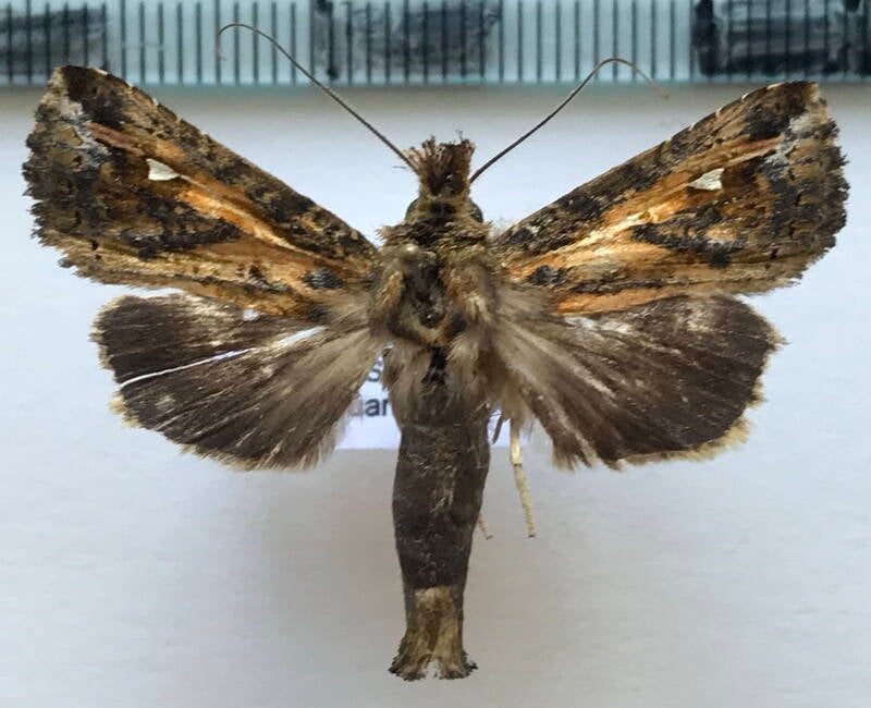 marthula_sp470_eq-standard.jpg