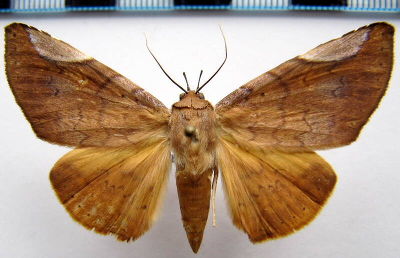mazacyla_relata_01_gf-standard.jpg
