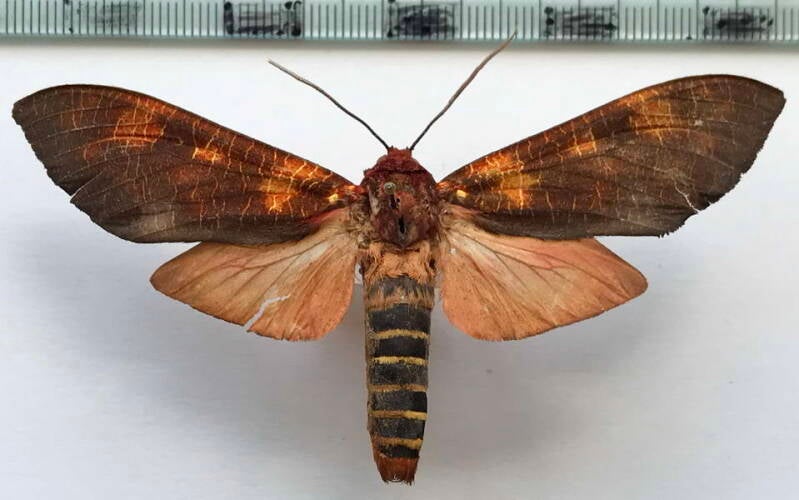 mazaeras_magnifica_m02_bol-standard.jpg