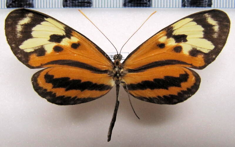 mechanitis_lysimnia_limnaea_f02_gf-standard.jpg