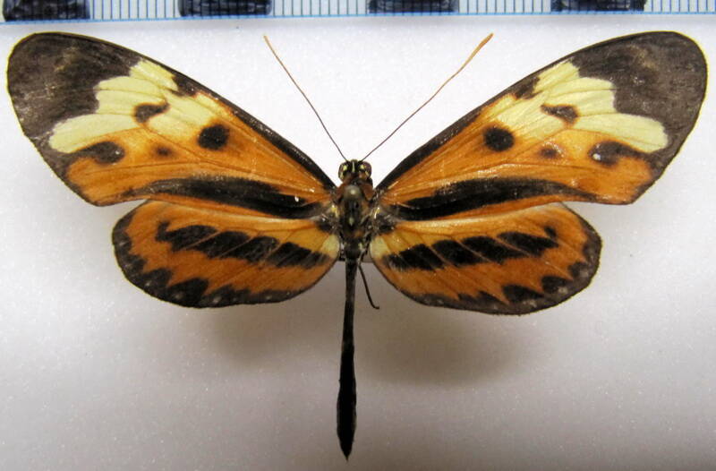 mechanitis_lysimnia_limnaea_m02_gf-standard.jpg