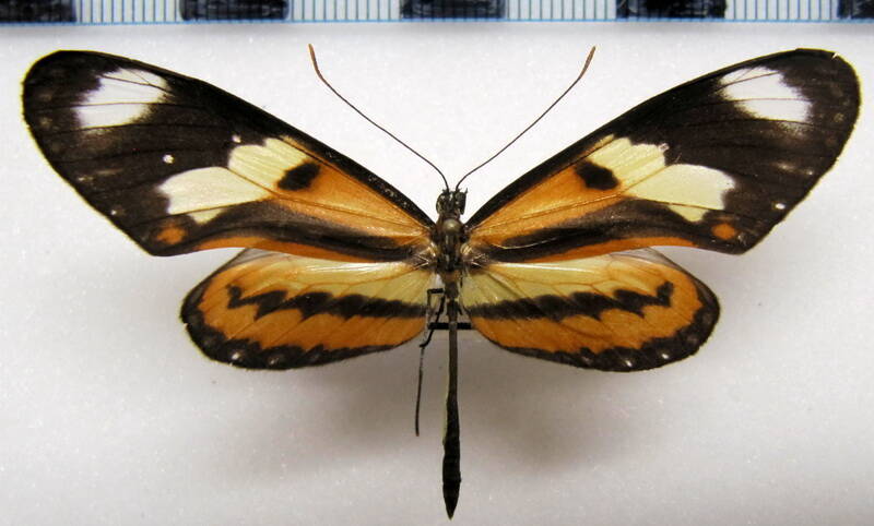 mechanitis_lysimnia_lysimnia_m_paraguay-standard.jpg