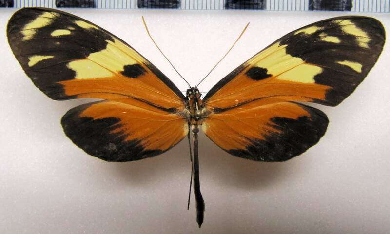 mechanitis_lysimnia_macrinus_f01_panama-standard.jpg