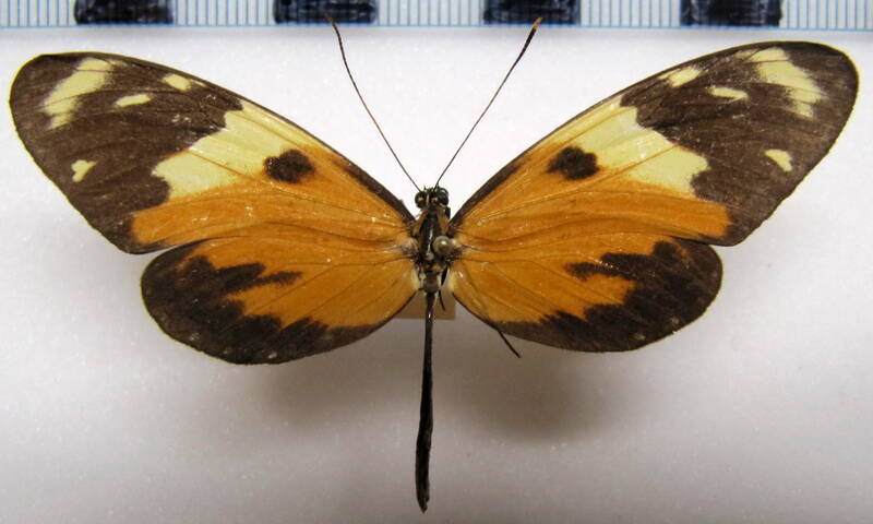 mechanitis_lysimnia_macrinus_f_col-standard.jpg