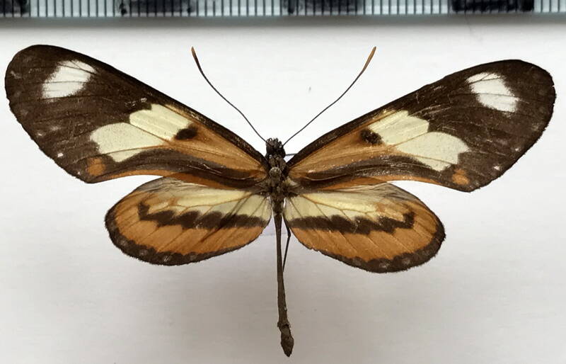mechanitis_lysimnia_nesaea_m_paraguay-standard.jpg