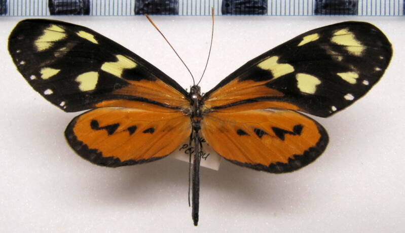 mechanitis_lysimnia_ocona_f01_perou-standard.jpg