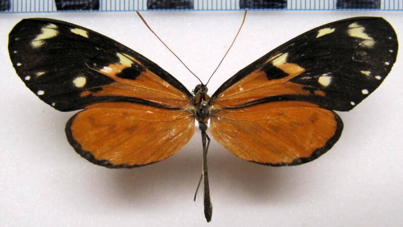 mechanitis_lysimnia_ocona_f02_perou-standard.jpg