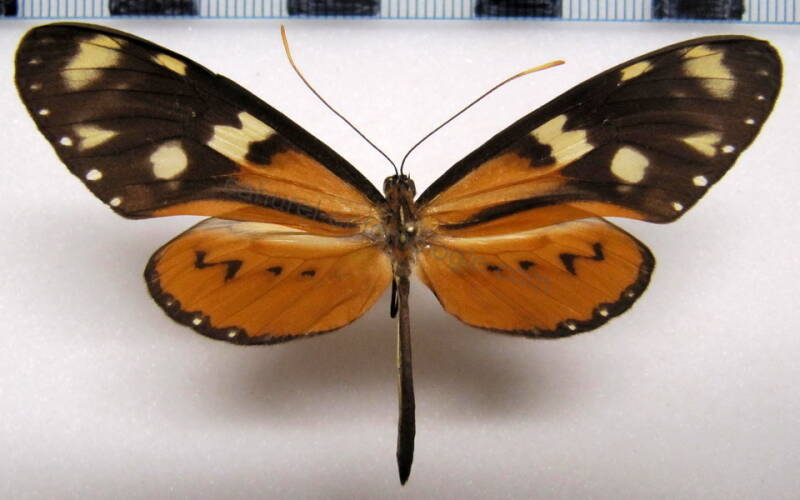 mechanitis_lysimnia_ocona_m01_perou-standard.jpg
