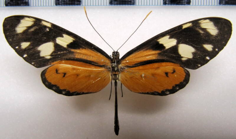 mechanitis_lysimnia_ocona_m_bol-standard.jpg