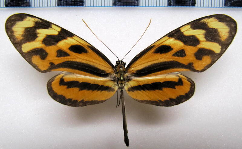 mechanitis_lysimnia_uternaia_m_costarica-standard.jpg