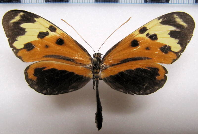 mechanitis_mazaeus_panifera_f_gf-standard.jpg