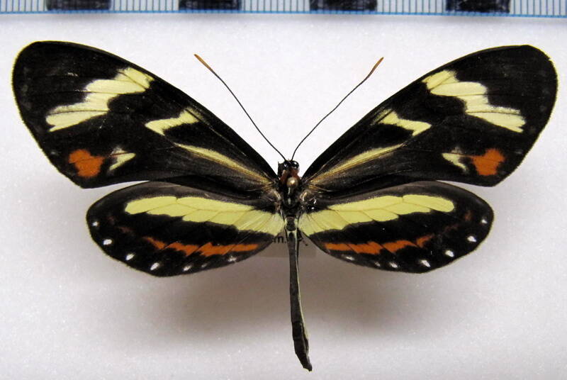 mechanitis_menapis_mantineus_f01_eq-standard.jpg