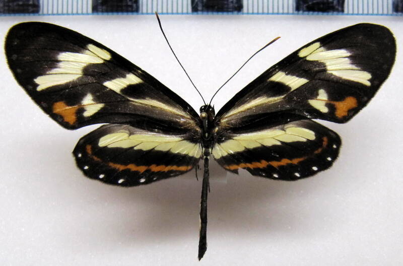 mechanitis_menapis_mantineus_m01_eq-standard.jpg