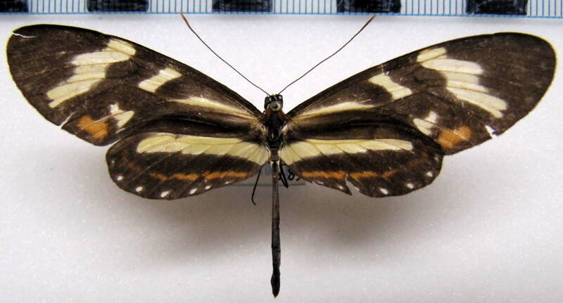 mechanitis_menapis_mantineus_m_eq-standard.jpg