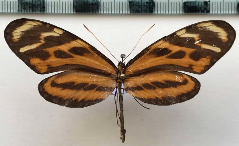 mechanitis_menapis_saturata_f_col-standard.jpg