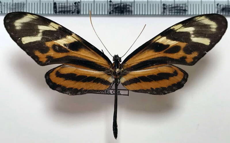 mechanitis_menapis_saturata_m01_Costa Rica
