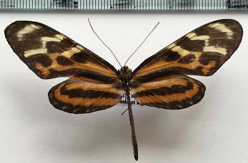 mechanitis_menapis_saturata_m_Costa Rica