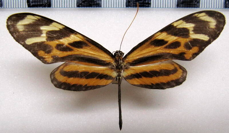 mechanitis_menapis_saturata_m_mex-standard.jpg
