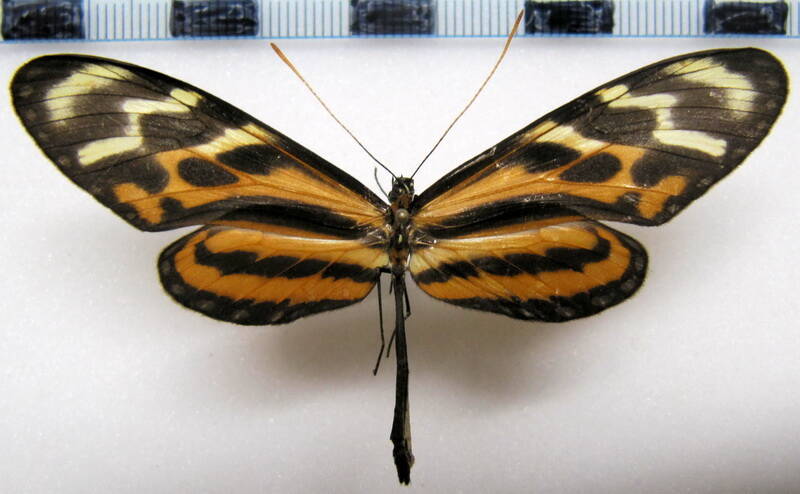 mechanitis_menapis_saturata_m_panama-standard.jpg