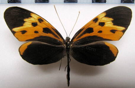 mechanitis_messenoides_holmgreni_f_bol_2-standard.jpg