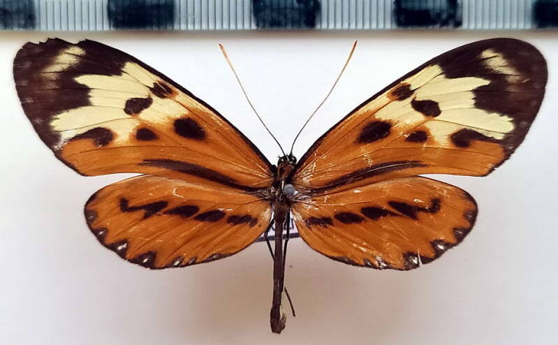 mechanitis_polymnia_bolivarensis_f03_bol-standard.jpg