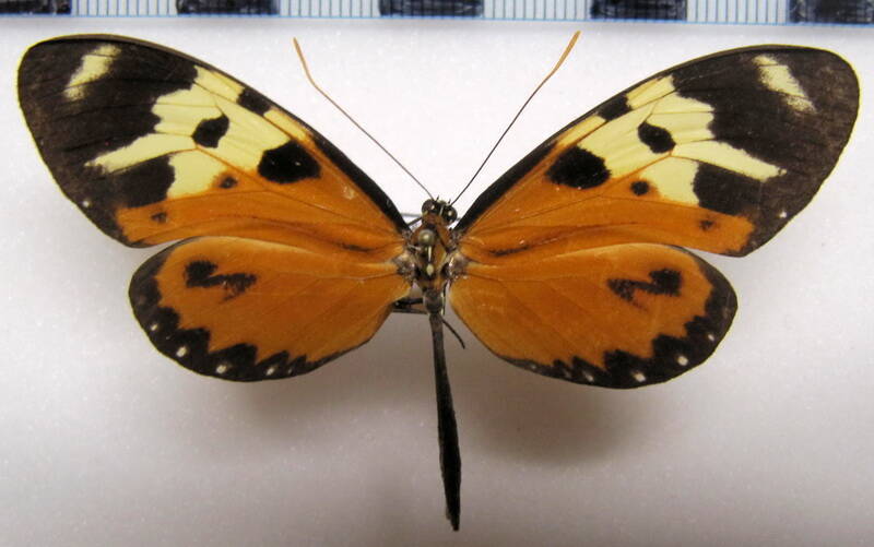 mechanitis_polymnia_chimborazona_f01_eq-standard.jpg