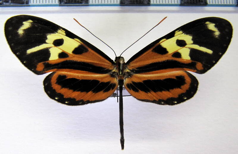 mechanitis_polymnia_chimborazona_m_eq-standard.jpg
