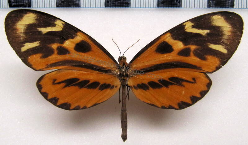 mechanitis_polymnia_dorissides_f02_perou-standard-qjrrp1.jpg